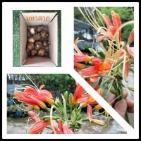 ราคา ว่านมหาลาภ5,10หัวให้เลือก คละขนาด กวักนางพญาหงสาวดี ไม้มงคล หนึ่งในว่านชุดไตรภาคี หัวว่านมหาลาภ (3561809009)