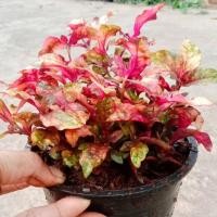 ราคา ตันมณีล้อมเพรช ไม้มงคล ไม้ประดับ ไม้โชว์ใบ (20853184012)