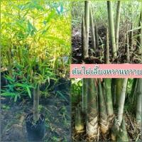 ราคา ต้นไผ่เลี้ยงหวานทวาย หรือ ไผ่เลี้ยง 3 ฤดู ขนาดต้น 60-70 ซม. (27632160683)