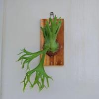 ราคา แผ่นไม้สัก ปลูกชายผ้าสีดา (55651448096)