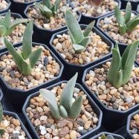 ราคา อริโอคาปัส (Ariocarpus) (9058934978)