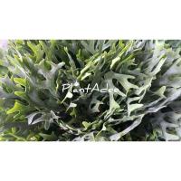 ราคา ต้นเฟิร์นปลอม(เฟิร์นเขากวาง ชายผ้าสีดา) (5655660575)