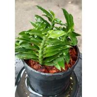 ราคา ต้นบันไดเศรษฐี กระถางขนาด 4" รักษ์ต้นไม้ (5552181109)