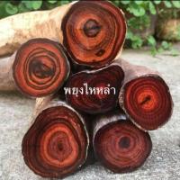 ราคา เมล็ดพันธุ์พยุงไหหลำ (2034417579)