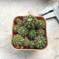 ราคา กระบองเพชร เมโลแคคตัส (642062229)