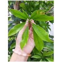 ราคา ใบหนุมานประสานกาย ปลอดสารพิษ​ ขายใบสดเอาไปทำยา​ เอาไปปลูกไม่ได้นะค่ะ​ ใบสดเก็บจากต้น​ 20ช่อ (28650081872)