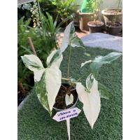 ราคา เงินไหลมาด่างขาว (Syngonium podophyllum) เงินไหลมาด่างฮาฟ เงินไหลมาด่างวากิว (14403952966)