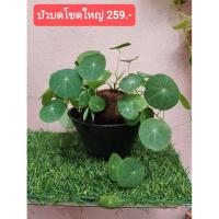 ราคา บัวบกโขด หรือบัวบกเป็นไม้โขด (27938629381)