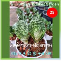 ราคา ลิ้นมังกรแคระ ต้นยาว 4-9cm กระถาง 4 นิ้ว มีหลายต้นในกระถาง พร้อมส่ง (13149068408)