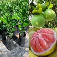 ราคา ต้นส้มโอพันธุ์แดงทับทิมสยาม(เพราะเมล็ด) (27072690759)