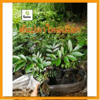 ราคา ต้นปลาไหล​เผือก​ ต้นไม้​ป่า​ ต้นปลาไหล​เผือก​เพาะ​เมล็ด​ ไม้สวยไม้หายาก (22028573821)