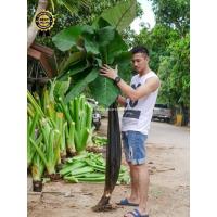 ราคา ไอก้านดำ, บอนดำสบู่เหล็ก, บอนดำ (25024289762)