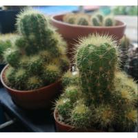 ราคา หน่อกระบองเพชร​ ดาวล้อมเดือน​ หน่อเด็ดสดจ้า (7305228011)