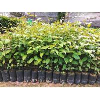 ราคา ต้นตะเคียนทอง,ตะเคียน (20989168836)