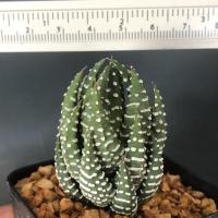 ราคา แคคตัส ไม้อวบน้ำ ไก่ต๊อก ขนาดกระถาง 2 นิ้ว จัดส่งทั้งกระถาง (13310053268)