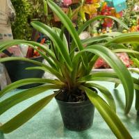 ราคา กล้วยไม้รองเท้านารี เหลืองกระบี่ กระถาง 3 นิ้ว (24923487000)