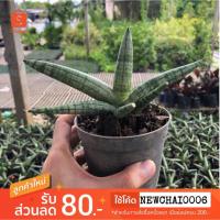 ราคา ต้นงาช้างแคระบอลเซล ว่านงาช้าง (2085099420)