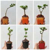 ราคา เพรมน่า บอนไซเพรมน่าจิ๋ว อยู่ในกระถาง 2 นิ้ว เลือกตามเบอร์ได้เลย (6769761323)