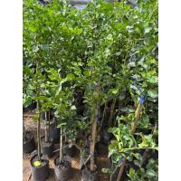 ราคา ต้นมะกรูดทาบกิ่ง ความสูง 70-80 เซนติเมตร พร้อมปลูก (55702270381)