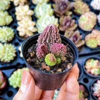 ราคา Suculent hybrid ไม้อวบน้ำพันธุ์แปลก หายาก (18769931786)