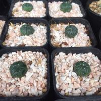ราคา แอสโตรไฟตั้ม Astrophytum (7746127925)