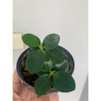 ราคา ต้นไม้ช้อนเงินช้อนทอง ต้นไม้มงคล (28842137370)