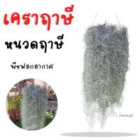 ราคา เคราฤาษี พืชฟอกอากาศ PM2.5 หนวดฤาษี Spanish Moss หนวดฤาษี พืชฟอกอากาศ (11450366573)