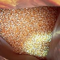 ราคา ข้าวโพดเมล็ดกลม (1405318181)