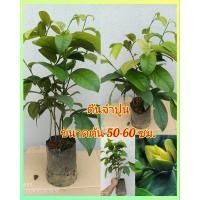 ราคา ต้นจำปูน ไม้มงคลโบราณ ดอกสีขาว หอมละมุน ขนาดต้น40-50ซม. (24451776368)