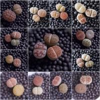 ราคา ไลทอป ไลทอปคละสายพันธุ์ ขนาด 1.2-1.5cm. (7360870550)