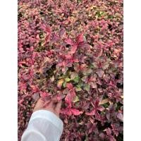 ราคา ต้นเศรษฐีเพชรพลอย/มณีล้อมเพชร (41952023797)