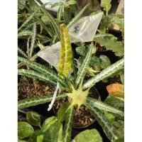 ราคา เมล็ดมะพร้าวทะเลทรายใบเงิน50เมล็ด (19995476675)