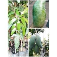 ราคา มะม่วงเขียวใหญ่ มะม่วงมันรสชาดอร่อยลูกใหญ่ ปลูกง่าย (8623242719)