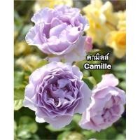 ราคา กุหลาบเลื้อย-คามิลล์ Camille สีม่วง เลี้ยงง่าย (27376087888)