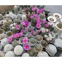ราคา แคคตัส: แมมชูแมน Mammillaria schumannii ชูแมนนิอาย (23848547181)