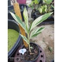 ราคา ข่าด่าง ข่าด่างขาว ไม้หายาก ไม้ด่างน่าสะสม (20113585332)