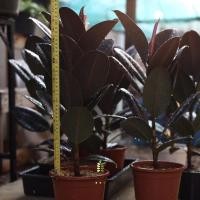 ราคา ต้นยางอินเดีย ยางอินเดียดำ สูง 30-40 ซม. ฟอร์มสวยๆ (9726978213)