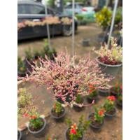 ราคา ต้นคุณนายตื่นสายพันธุ์ด่าง พร้อมส่ง (41057546924)