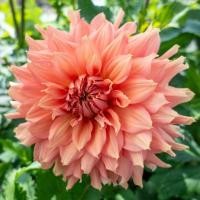 ราคา 1 หัว รักเร่ Dahlia สายพันธุ์ Fairway Spur หัวรักเร่ ดอกดาร์เลีย (7878197220)