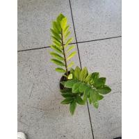 ราคา กวัก​มรกต​ด่าง​กวัก​ด่าง​ยอดทอง (27226584881)