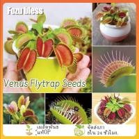 ราคา FOZU เมล็ดกาบหอยแครง 100 เมล็ดต่อแพ็ค เมล็ดกาบหอยแครงหายาก (56053964600)