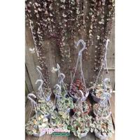 ราคา สายป่านดวงใจด่าง♥️สีชมพู (21935953469)