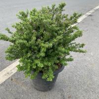 ราคา ต้นม่วงเจริญ ต้นหลินซาน ไม้มงคล หมายถึงความเจริญรุ่งเรือง (กระถาง15นิ้ว) (42609460205)