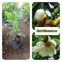 ราคา ต้นจำปีแขกหลวง จำปีแขกหลวง (43501668110)