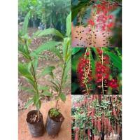 ราคา (รับ2ต้น)(ต้นกิ่งตอนชำถุง) #จิกนา หรือ #จิกมุจลินท์ Barringtonia acutangulaแฮปปี้ (48650548581)