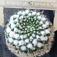 ราคา อิรุซามุไซส์ใหญ่✨ ไม้​เมล็ด​ปุยสวย (54053884360)