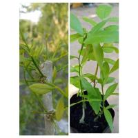 ราคา ต้นผักหวานป่าพันธุ์สีทอง ยอดหวานหอมอร่อยมาก 1 ถุงมีผักหวาน 2-3 ต้น (3770406850)