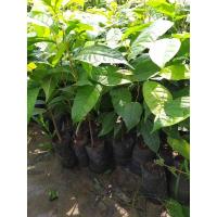 ราคา ต้นมะฮอกกานี สมุนไพรชั้นยอด (5792521159)