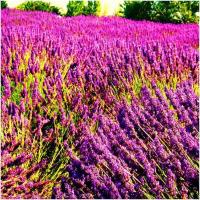 ราคา เมล็ดดอกลาเวนเดอร์ สีม่วง หอม จำนวน 50- 100 เมล็ด เมล็ดพันธุ์ดอกไม้ ดอกลาเวนเดอร์ ปลูกง่าย (6577817770)