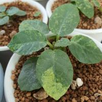 ราคา มะพร้าว ทะเลทราย ด่าง ใบกลม (12447919646)